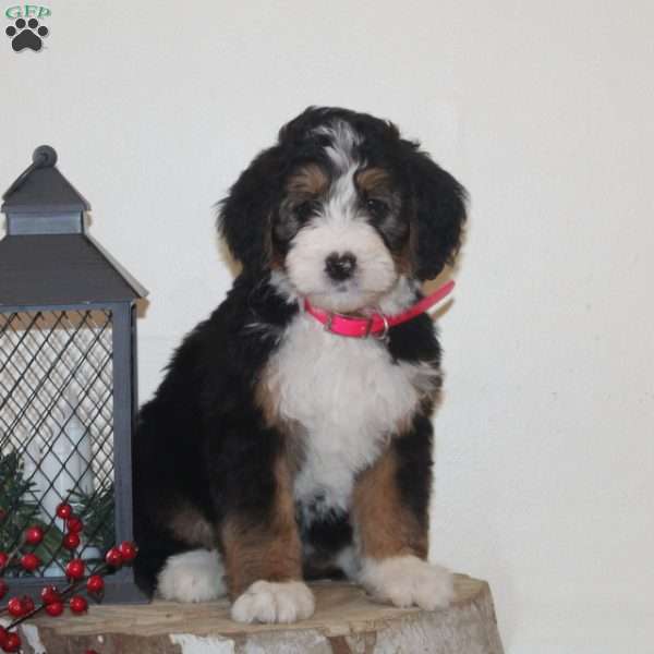 Icicle, Bernedoodle Puppy